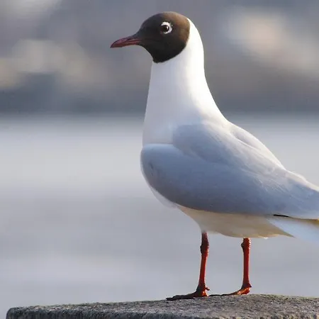 Piccinelli ホテル